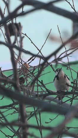 fine woodpecker ate his breakfast