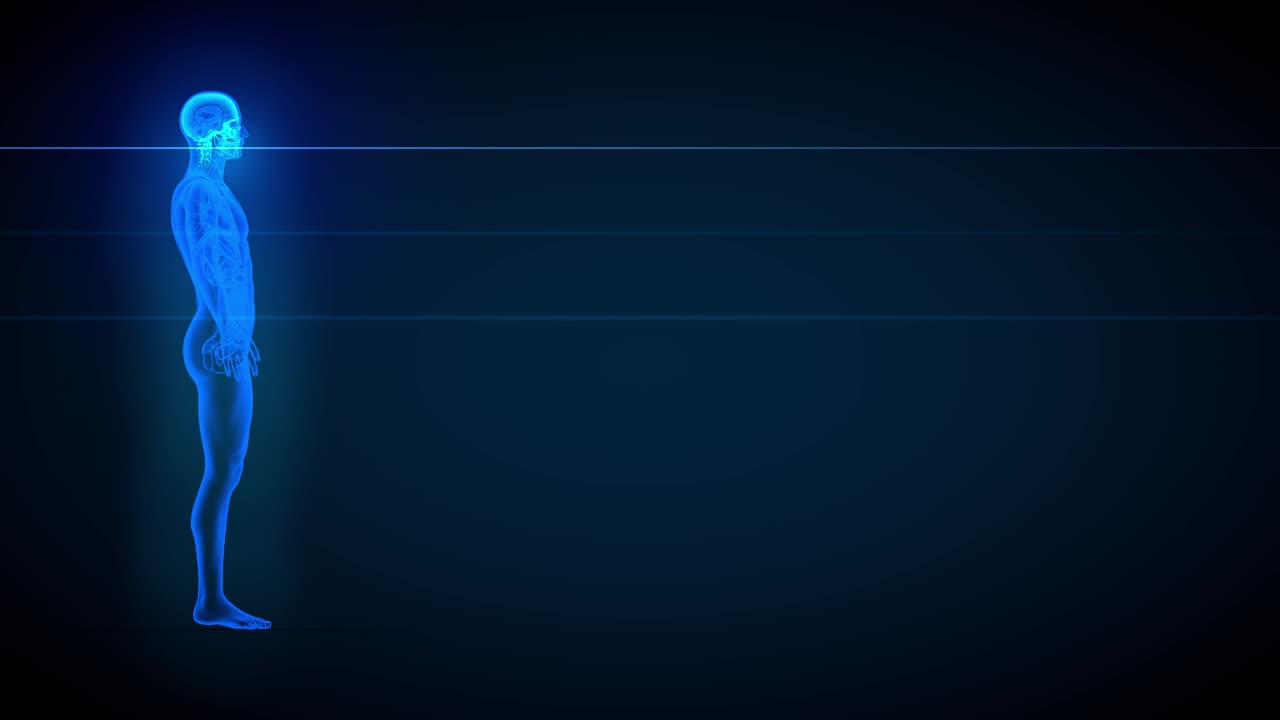 3d 무작위 루프 애니메이션: 장기 및 골격과 함께 스레이 스캔, 해부학 일러스트레이션 - 4k 60fps