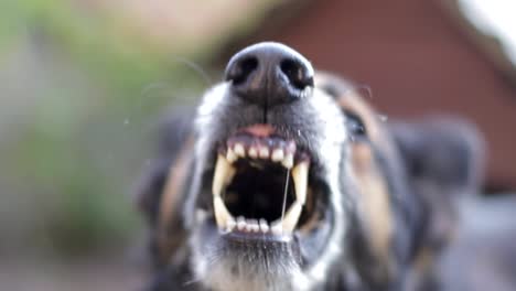 An Evil German Shepherd Barks into the Cell Enraged Dog the Scary Dog Growls and Looks at us