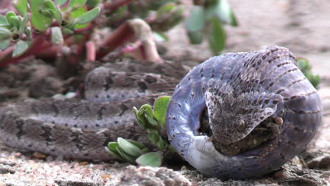 Serpiente-Comedora-De-Huevos,-Primer-Plano