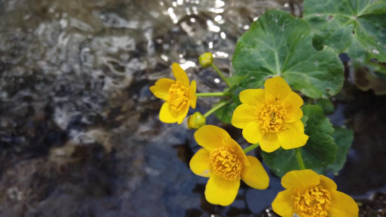 Flores de ranúnculo en el arroyo del bosque