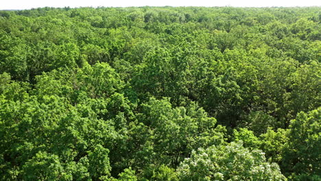 Trees in forest background. Aerial view of evergreen forest