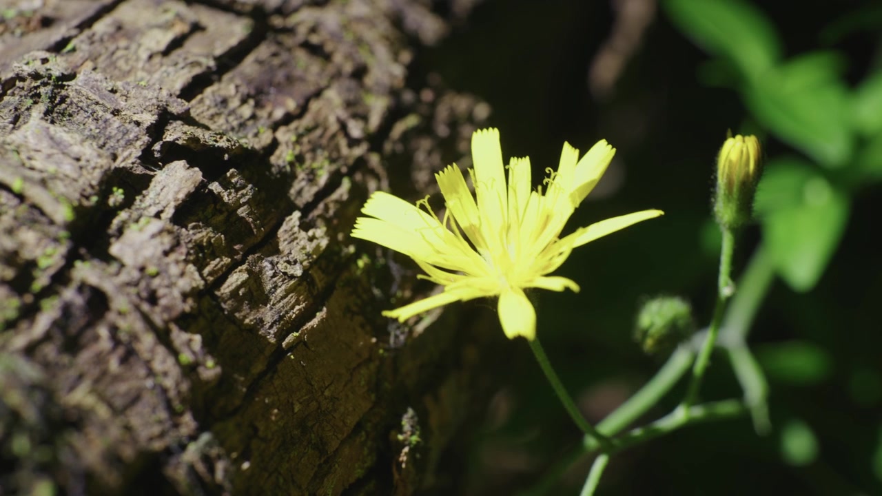 Un primo piano dettagliato di una foglia verde della foresta che risplende in controluce, catturando l'atmosfera pacifica di un bosco illuminato dal sole.
