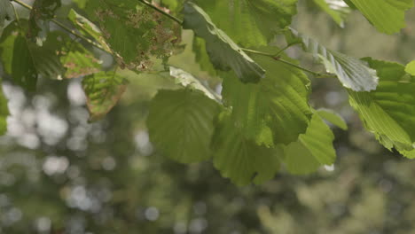 reflecting sunlight on the leaves over the lake during summer