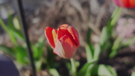 close up of a red tulip awakening in the spring time