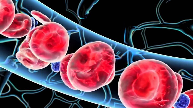 Blood Vessel with Red Blood Cells and White Blood Cells