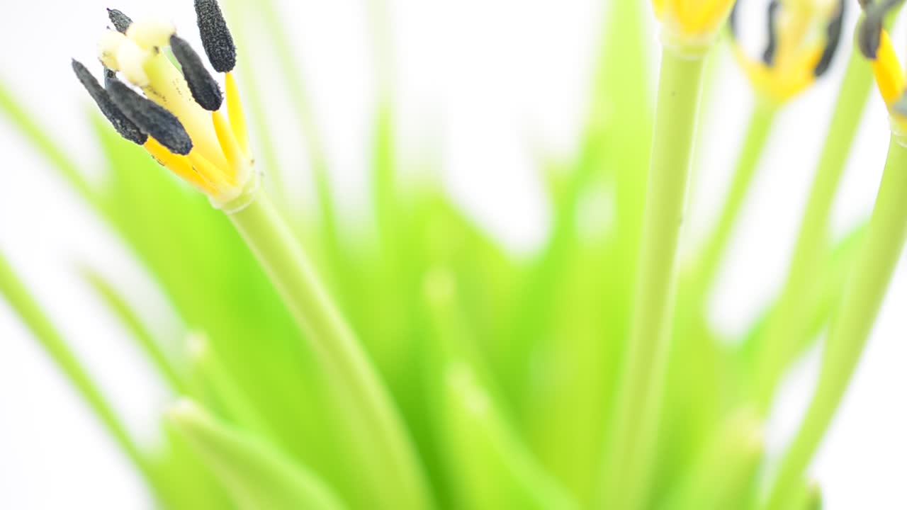 Spring flowers on a white background. Minimalism. Shooting in the movement