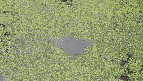 Lenteja-De-Agua-Flotando-En-Un-Estanque,-Con-Un-Espacio-Vacío-En-La-Superficie-Sin-Ninguna-Lenteja-De-Agua