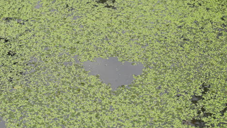 duckweed flotando en un estanque, con espacio vacío en la superficie sin ningún duckweed