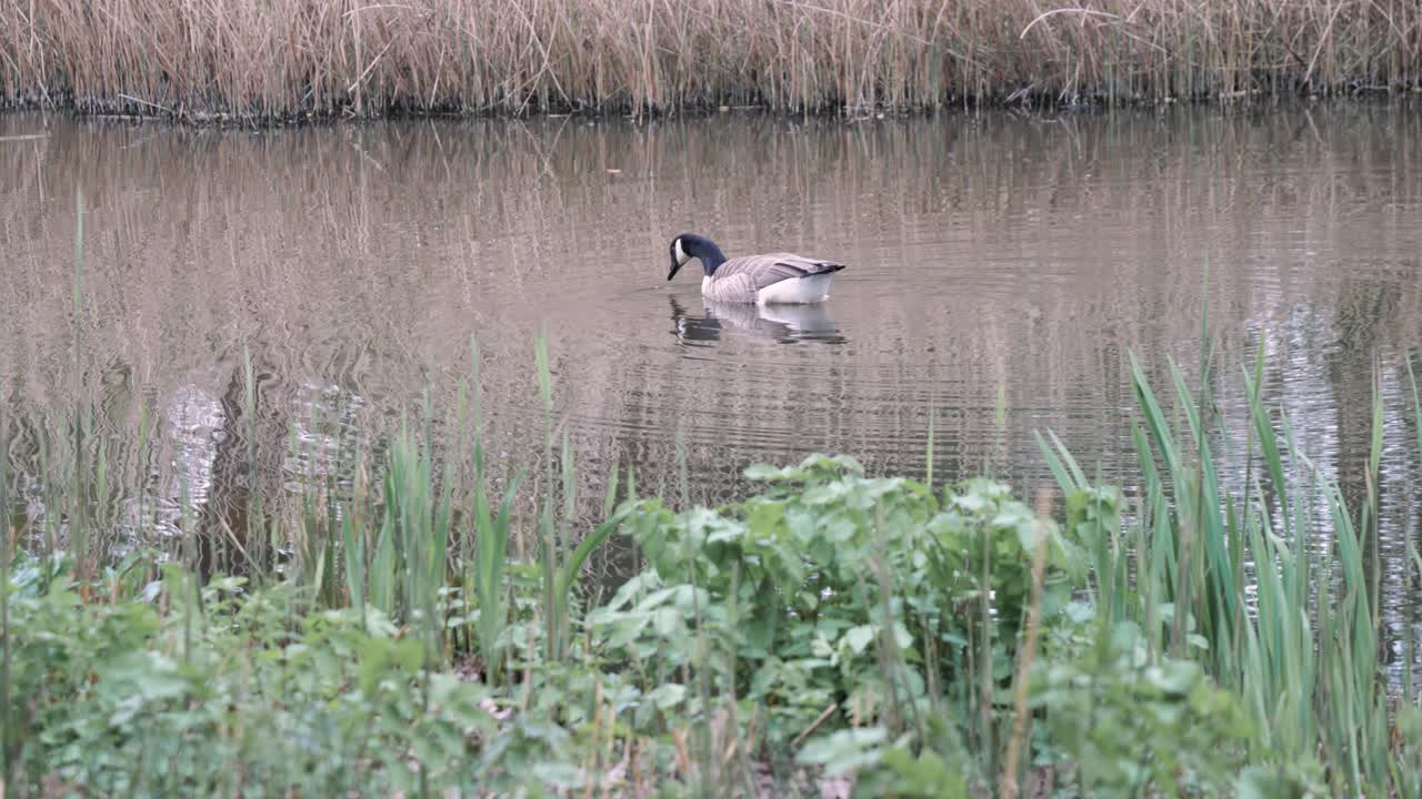 Canada goose swims on a small pond in a city park