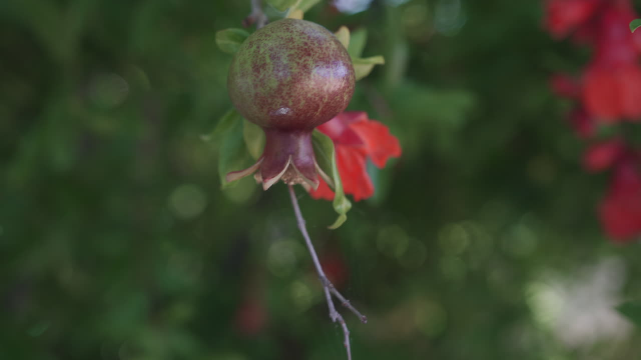 una flor de granada que brota durante la temporada alta en california, ee.uu.