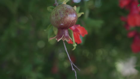 a pomegranate flower sprouting during peak season in california, usa