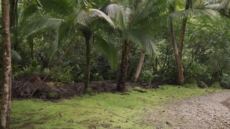 un jardín tropical con palmeras y exuberantes arbustos