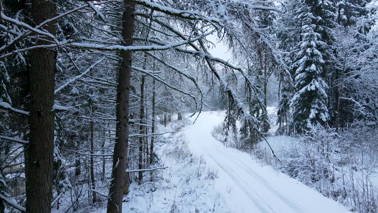 Luftoptagelse baglæns, der viser snedækkede grene af høje grantræer i skov langs snedækket vej om dagen.