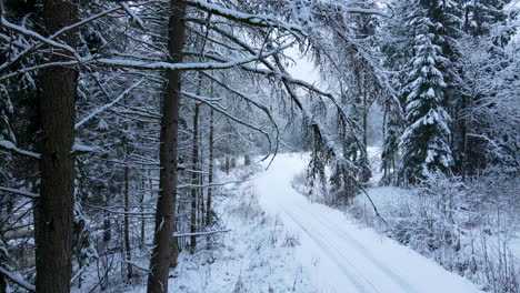 Antena-Hacia-Atrás-Que-Muestra-Ramas-Cubiertas-De-Nieve-De-Abetos-Altos-En-El-Bosque-Junto-A-La-Carretera-Nevada-Durante-El-Día