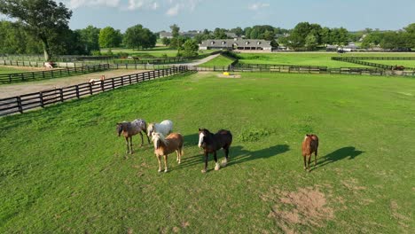 Horses-in-fenced-pasture-at-Kentucky-Horse-Park