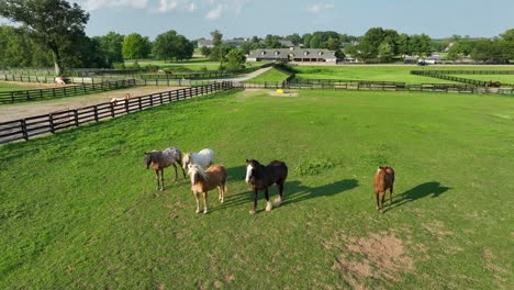 caballos en el pasto cercado en el parque de caballos de kentucky