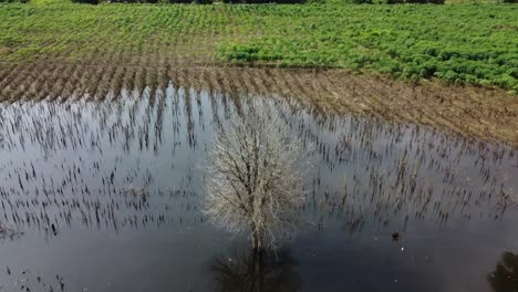 trees in middle of flooded fields in battambang, cambodia