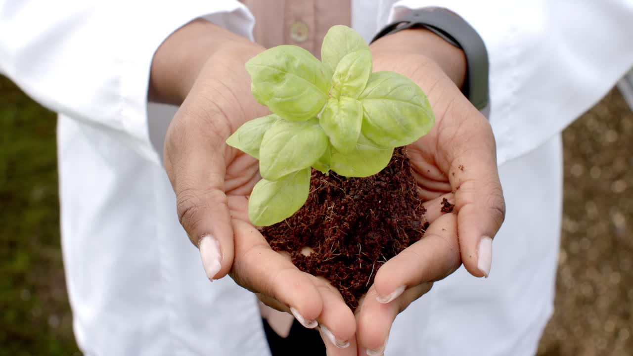 Showcasing hydroponic farming techniques, person holding young plant in greenhouse