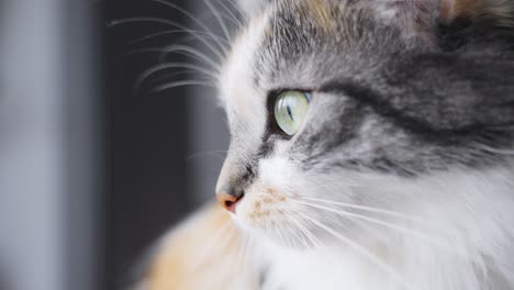 Closeup-of-Long-Haired-Calico-cat-looking-out-the-window,-dolly-in,-day