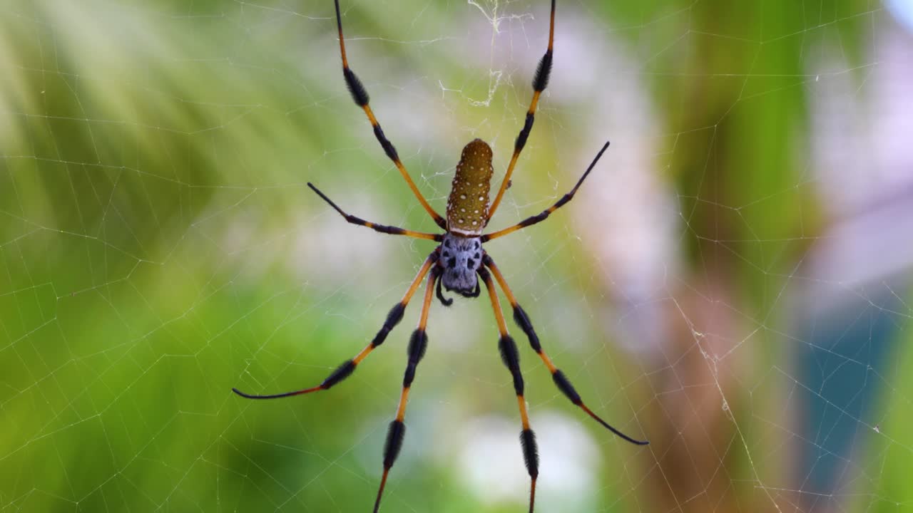 video macro estático de una araña tejedora de seda dorada en exuma en las bahamas