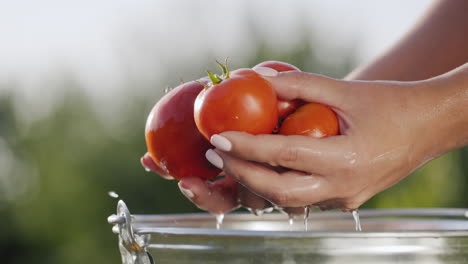 las manos sostienen unos tomates rojos maduros recién lavados