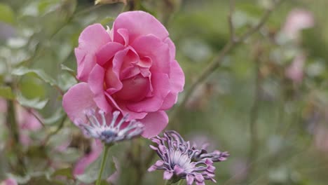 pink rose and other purple flowers