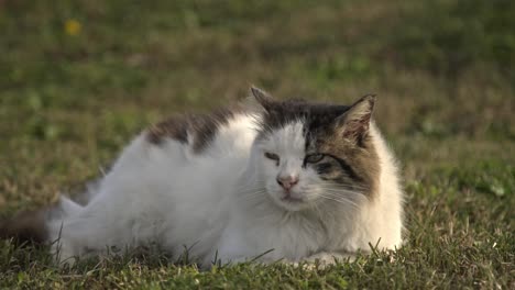 Schwarz-weiße-Katze-Kratzt,-Putzt,-Spielt-Zeitlupe-4k-Uhd