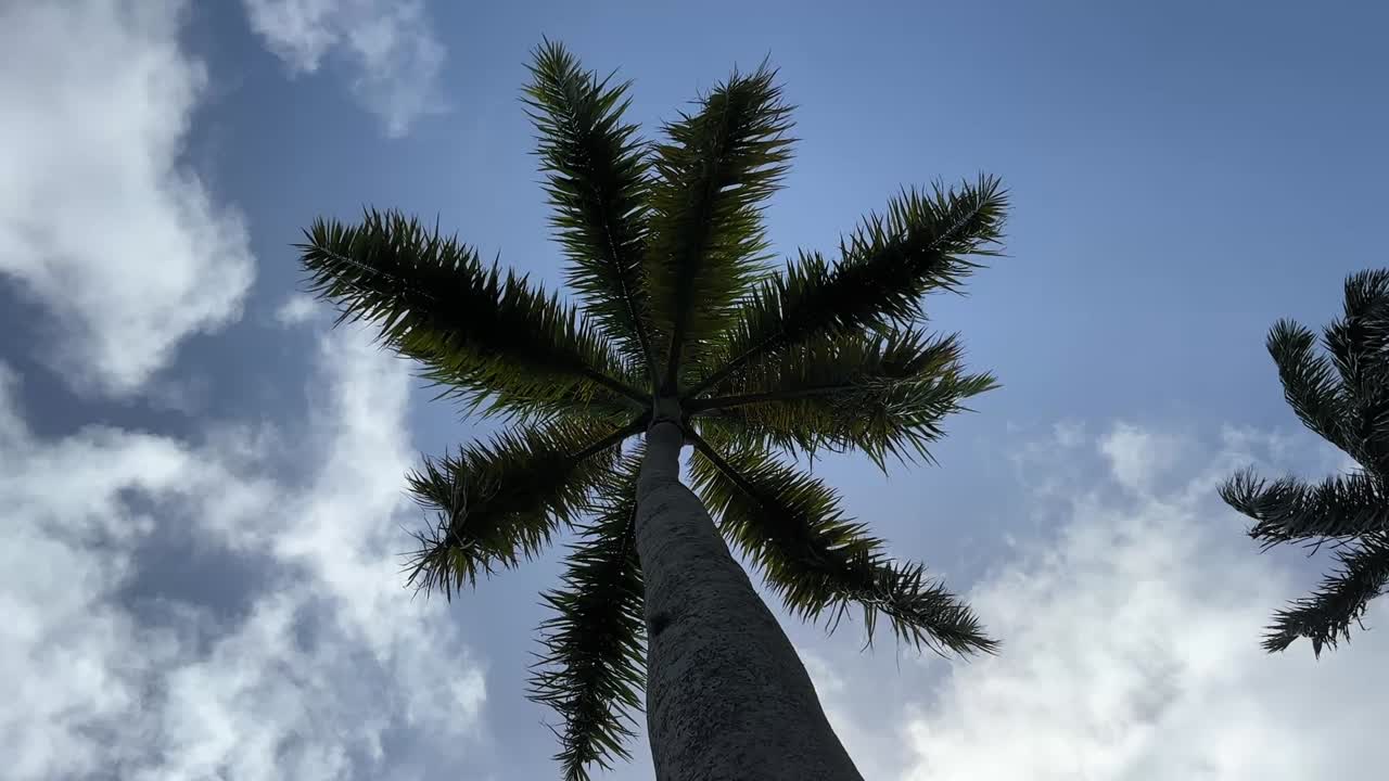 Low-angle shot looking up at a tall palm tree with spreading fronds set against a blue sky with scattered clouds