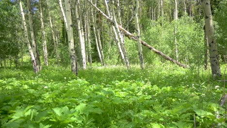 Close-up-of-aspen-trees-in-a-forest-during-the-summer,-static