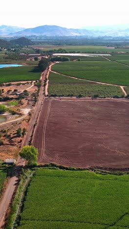 flying drone of a land with sown green fields in countryside