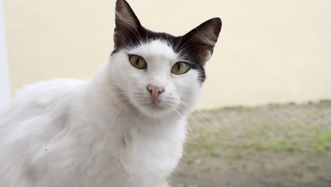 Primer-Plano-De-Un-Gato-Sentado-Y-Esperando-Su-Comida