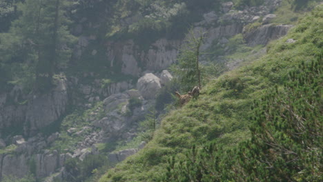 chamois mother with cub standing and walking over a mountain meadow