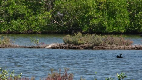 Flying-towards-the-left-as-they-took-off-from-the-water-after-feeding,-Little-Cormorant-Microcarbo-niger,-Thailand