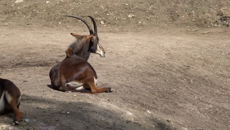 sable antelope resting and ruminating in sun on sloping dirt hill