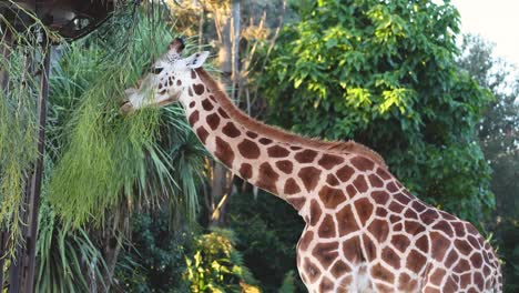 giraffe eating foliage at melbourne zoo