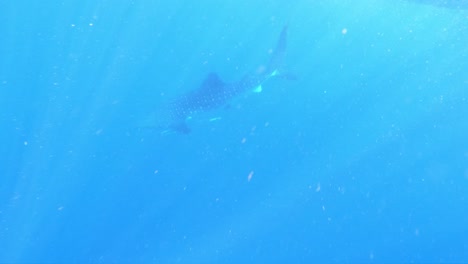 gopro slow motion of whaleshark diving down into the depths on the ocean