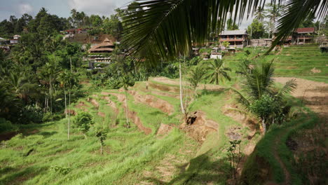 daylight view of iconic tegalalang rice terrace unesco site in bali, indonesia