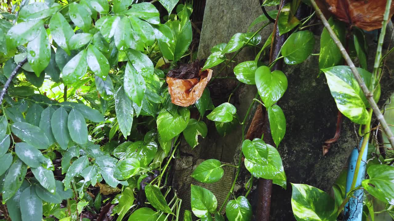 ver mientras se aleja del área del bosque de la selva verde después de llover