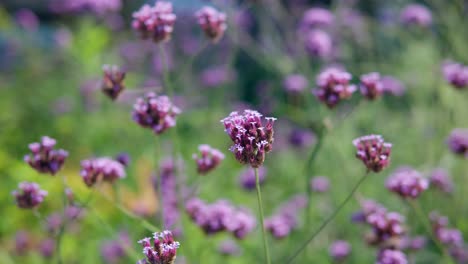 field of pretty purple violet pink purpletop vervain