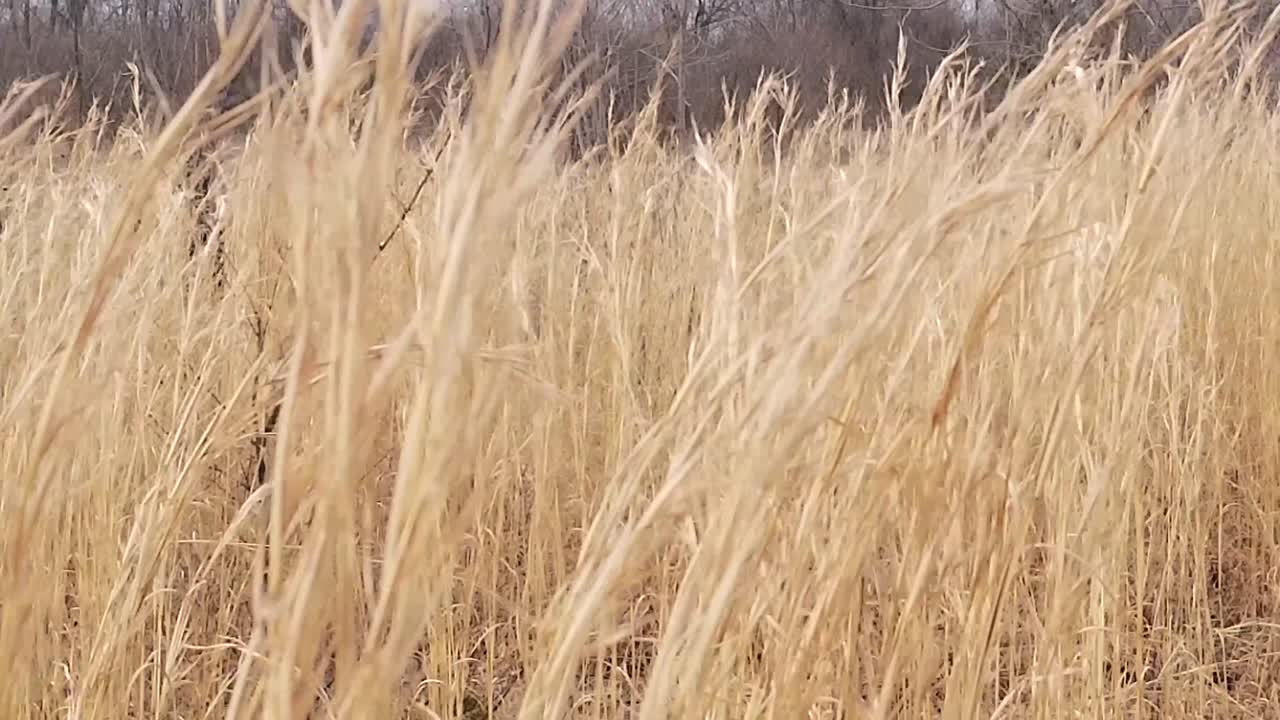 가을의 배경에 숲이 있는 키 큰 갈색 잔디
