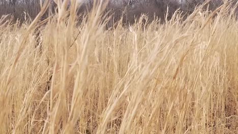 Hohes-Braunes-Gras-Mit-Einem-Wald-Im-Hintergrund-Im-Herbst