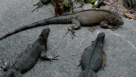 iguana resting in park