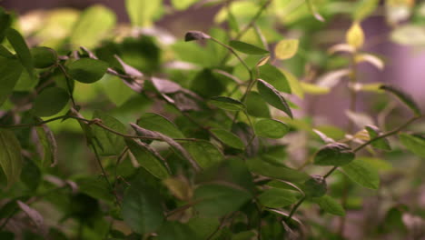 Densos-Matorrales-De-Plantas-Cultivadas-En-Invernadero.-Granja-De-Plantas-De-Vivero