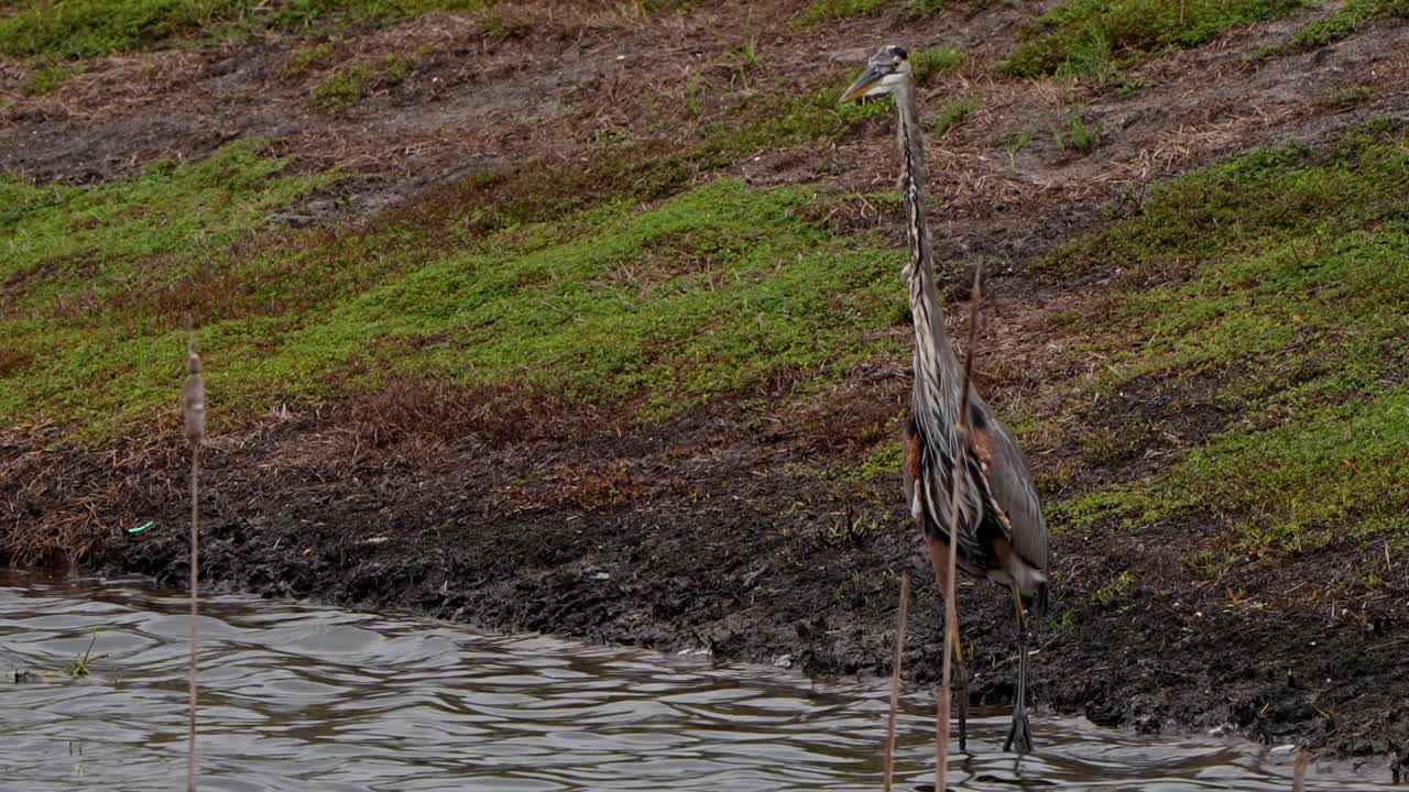 Wading great blue heron flies across a pond