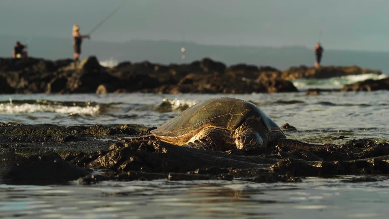 하와이 거북이가 해안 물 속에 누워 있다