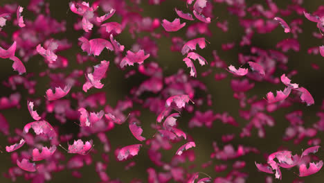 autumn pink leaves windy background looptile