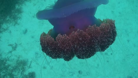 Purple-cauliflower-jellyfish-swimming-in-a-shallow-and-sandy-reef