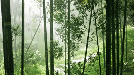 asian-bamboo-forest-with-morning-fog-weather