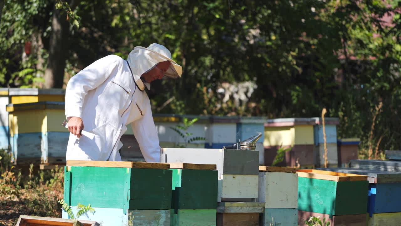 Beekeeper in white protective suit near beehives. Apiculturist working on a bee farm in green nature. Wooden hives standing on the ground in summer.